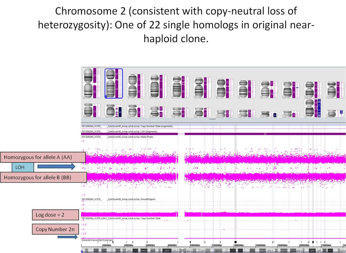 SNP array of chromosome 2